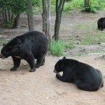 BlackBears1